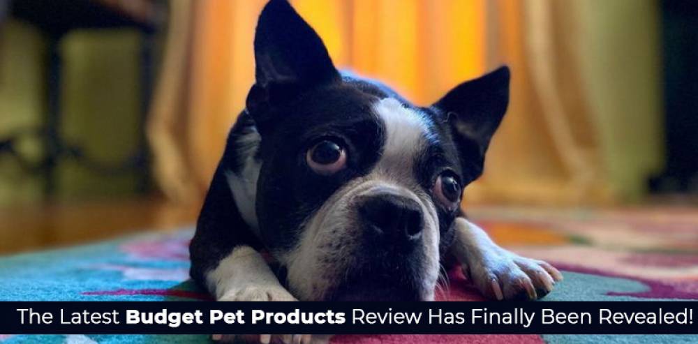 The Latest Budget Pet Products Review Has Finally Been Revealed!