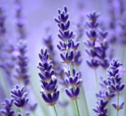 lavender-world-coupon-codes